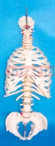 BIG SKELETAL TORSO WITHOUT STAND